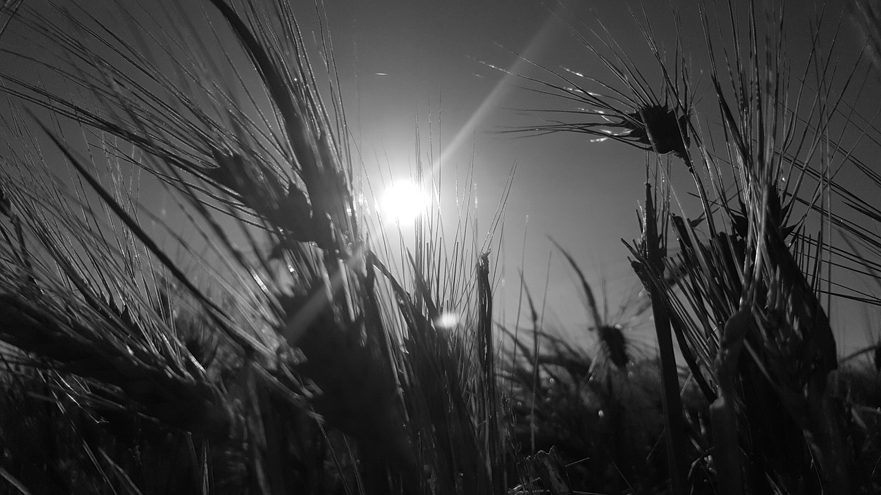 black white sun free photo