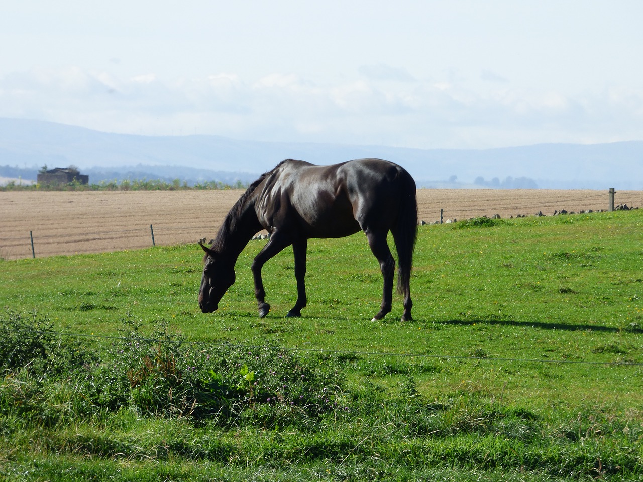 black horse nature free photo