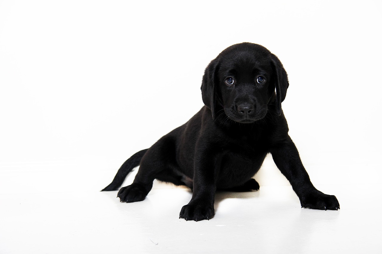 black dog pup free photo