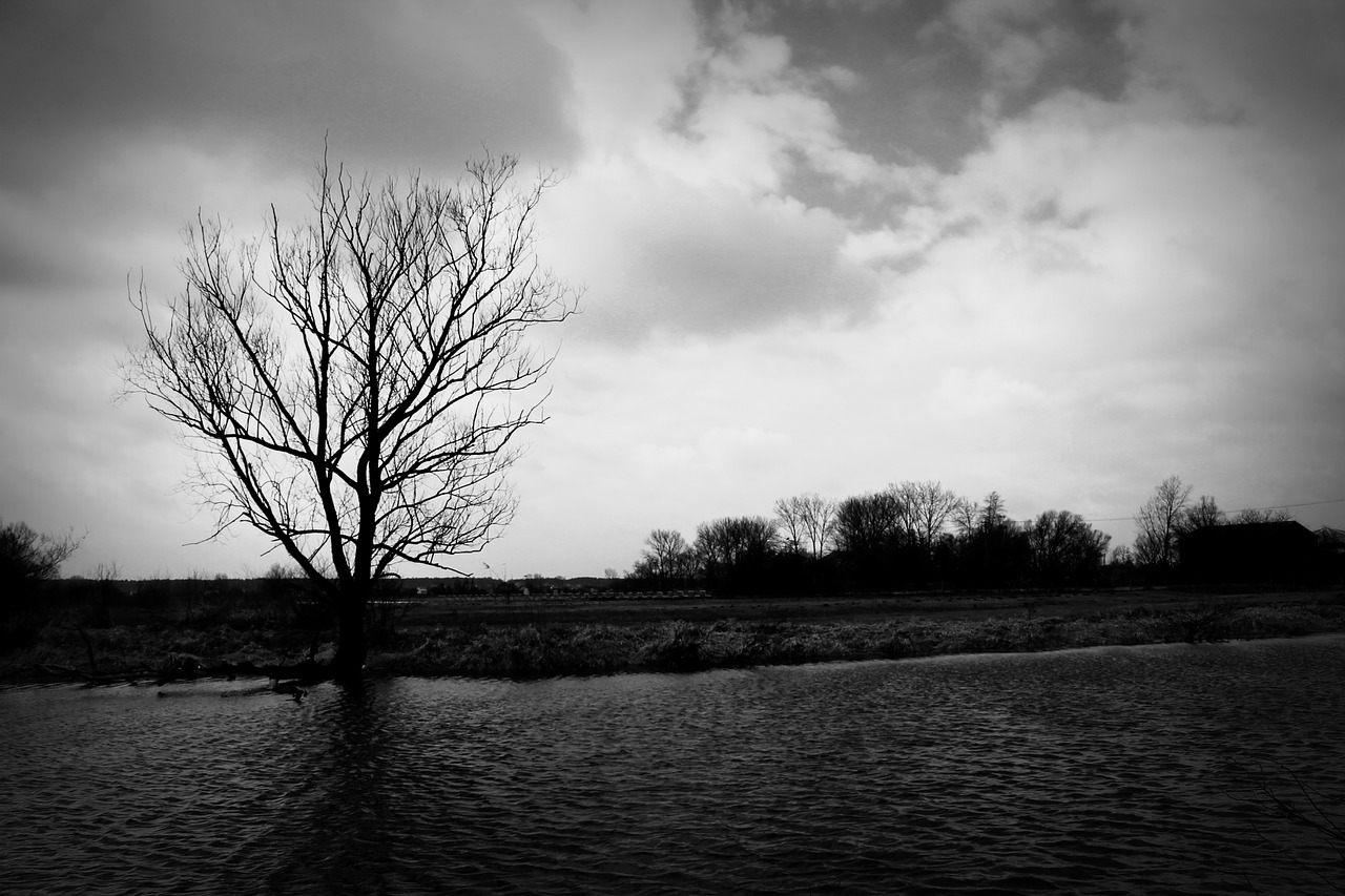 tree water landscape free photo