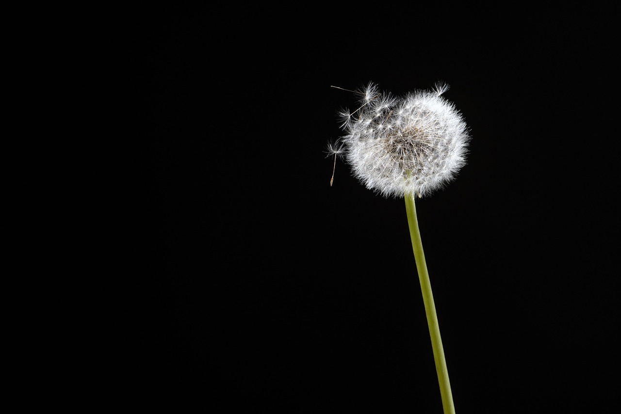 black flower dandelion free photo