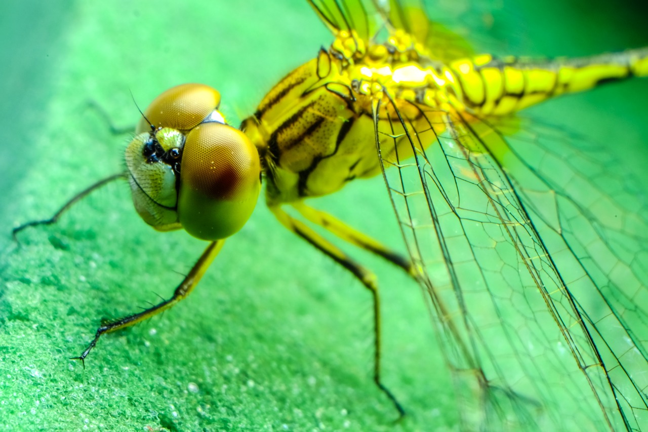 dragonfly insect black free photo