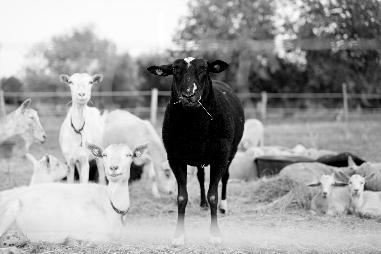 black sheep herd free photo