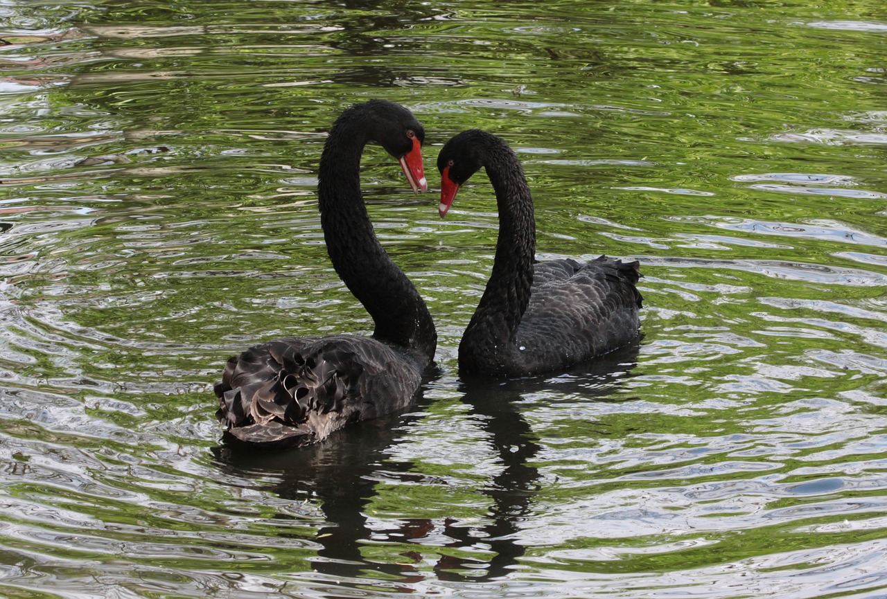 black flirt swan free photo