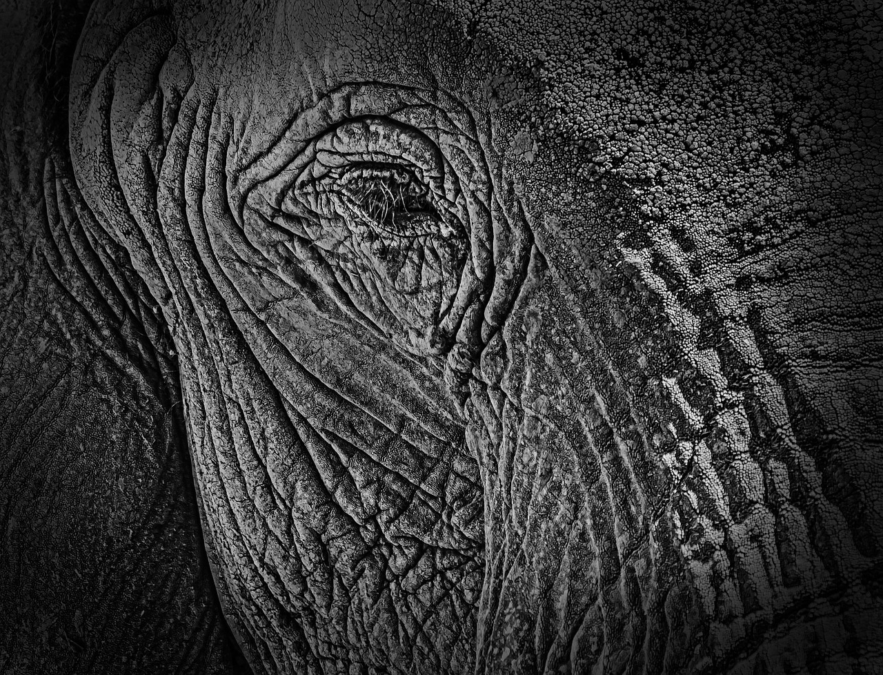 black white elephant free photo