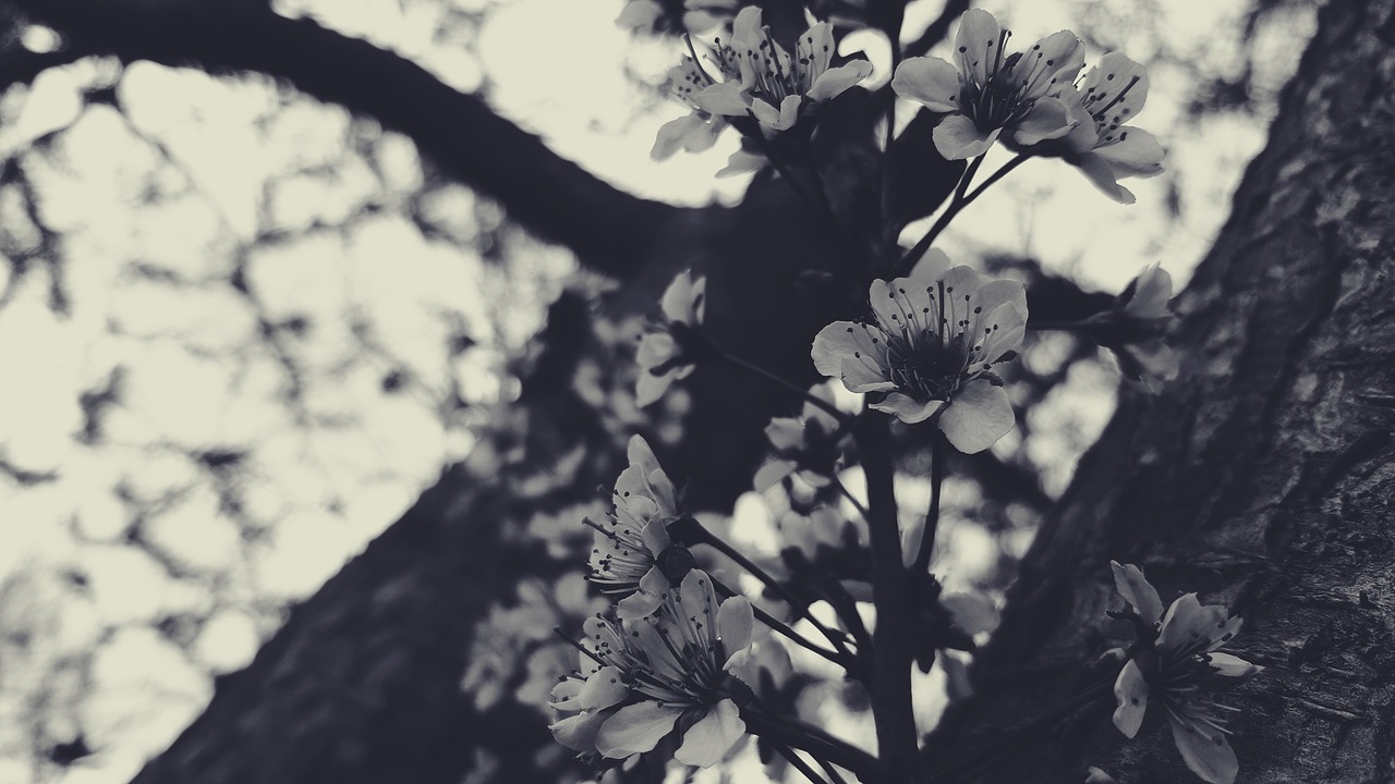 black black white bloom free photo