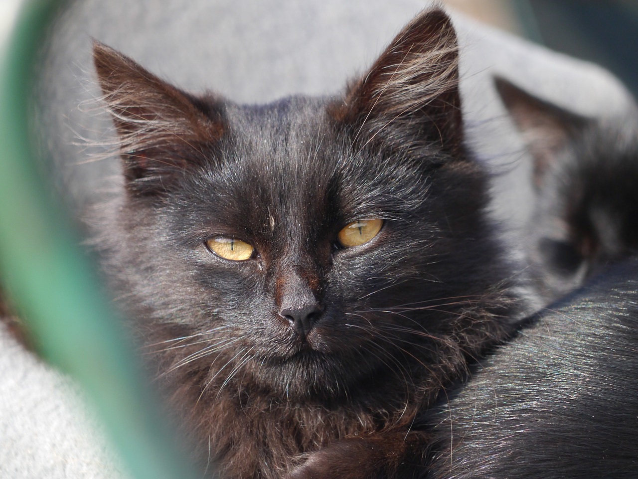 black cat pets free photo