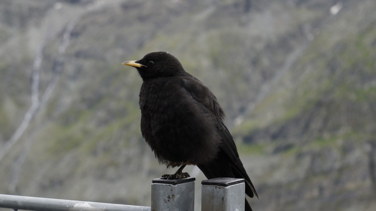 black bird mountains free photo