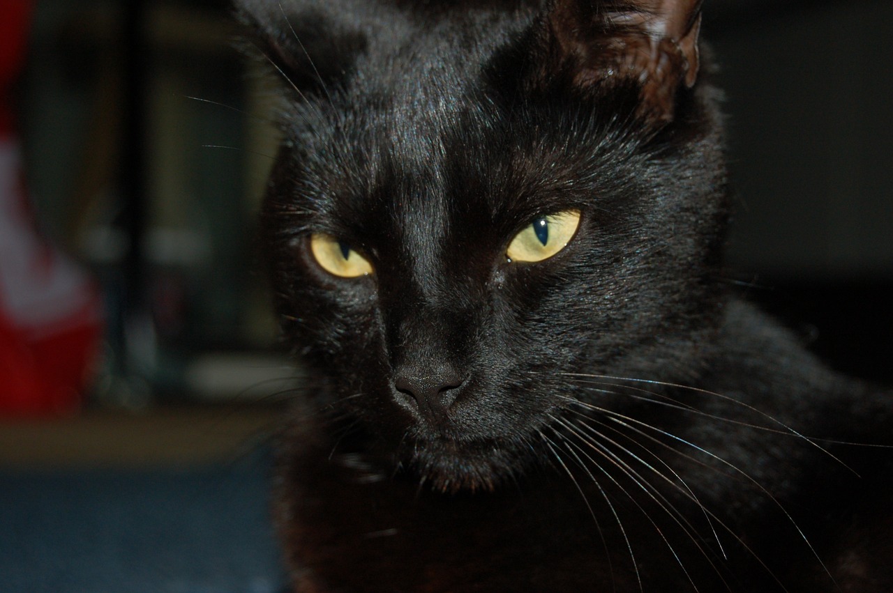 black cat eyes free photo