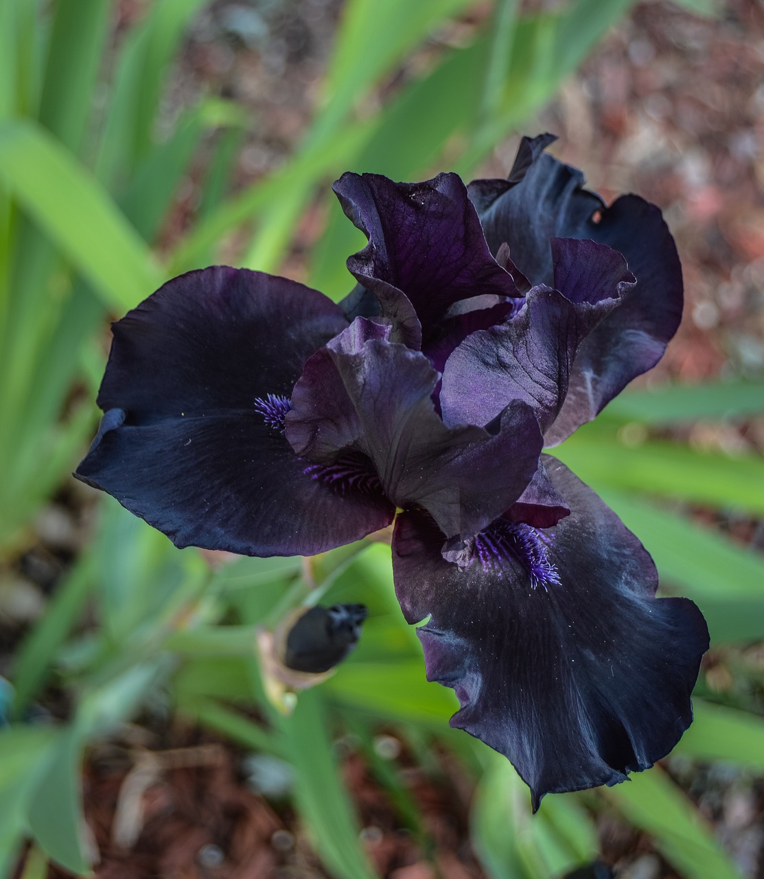 black purple iris free photo