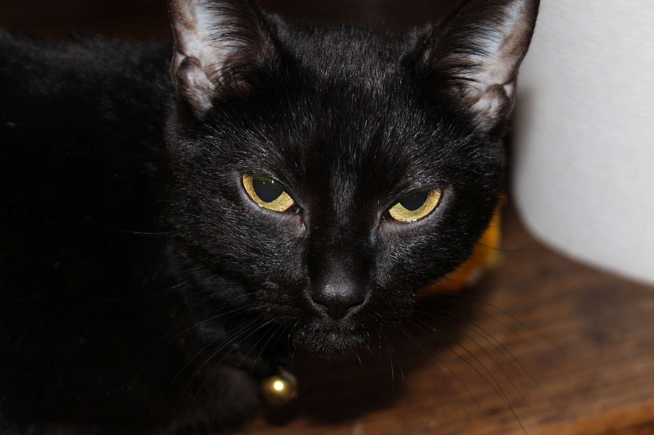 black cat eyes free photo