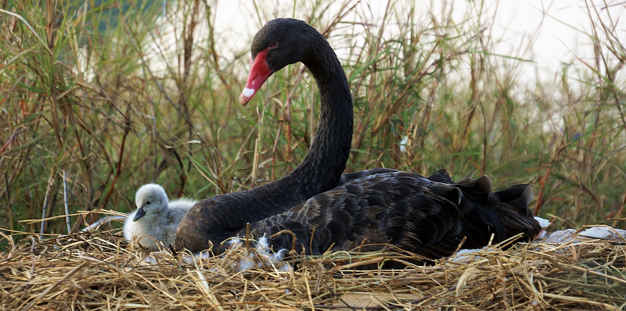 black swan chick free photo