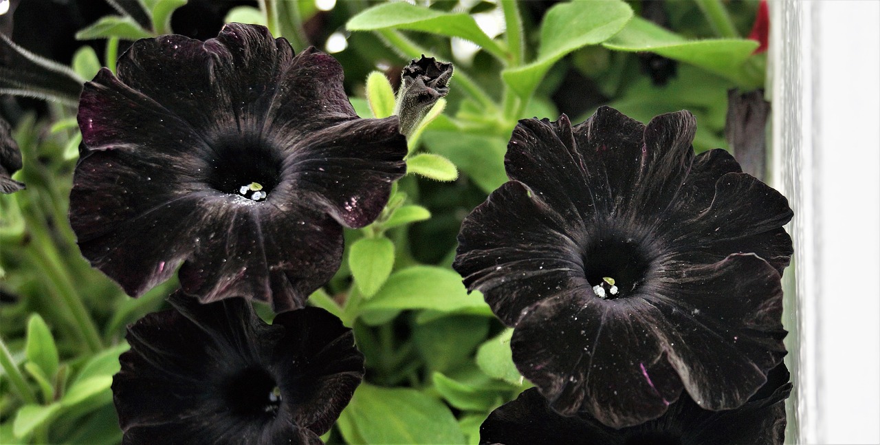 black petunia flower free photo