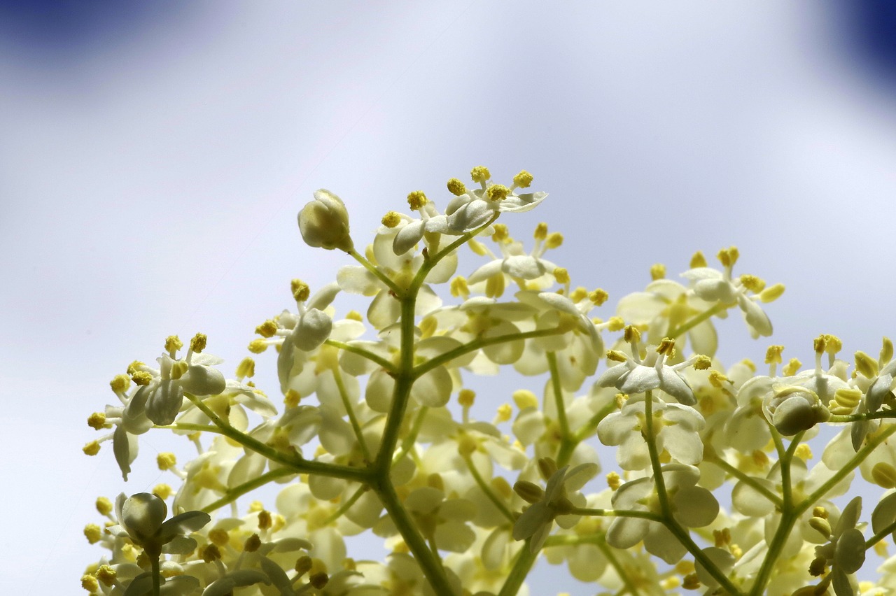 black flowers cream free photo