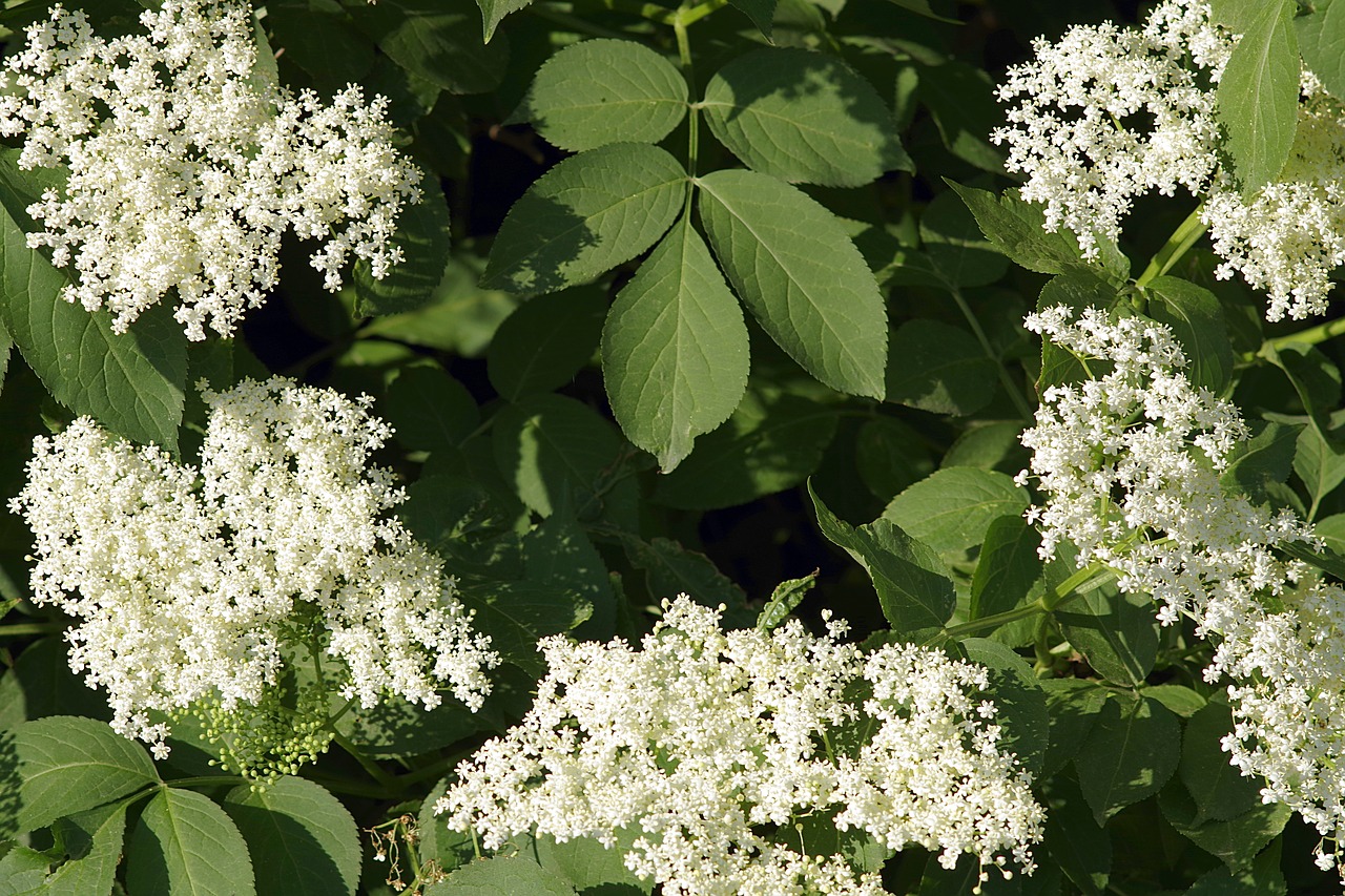 black flowers baldachy free photo