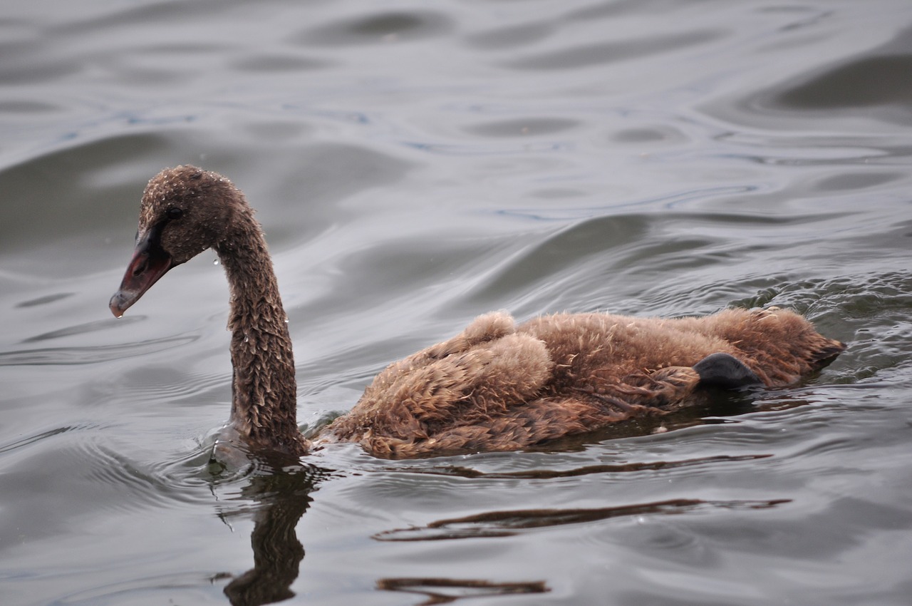 black swan duck free photo