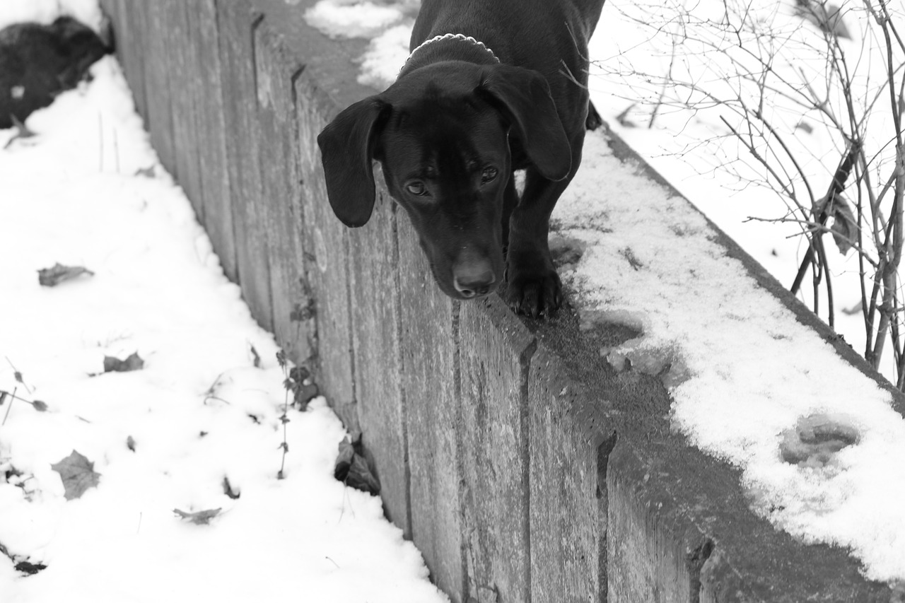 black dog winter free photo