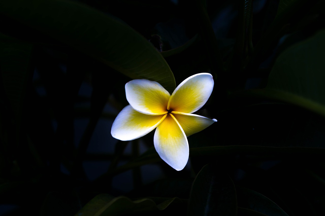 black dark flower free photo