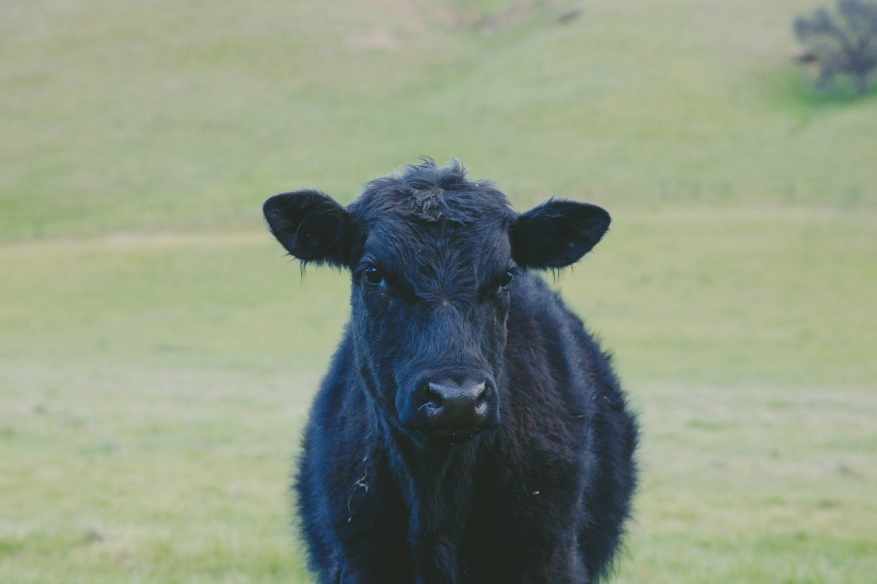 black calf animal free photo