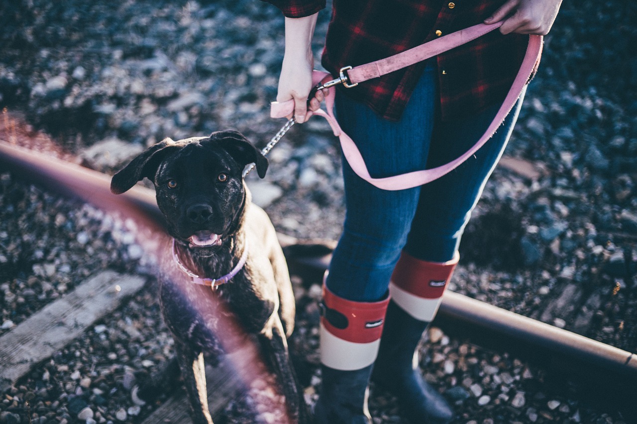 black dog puppy free photo