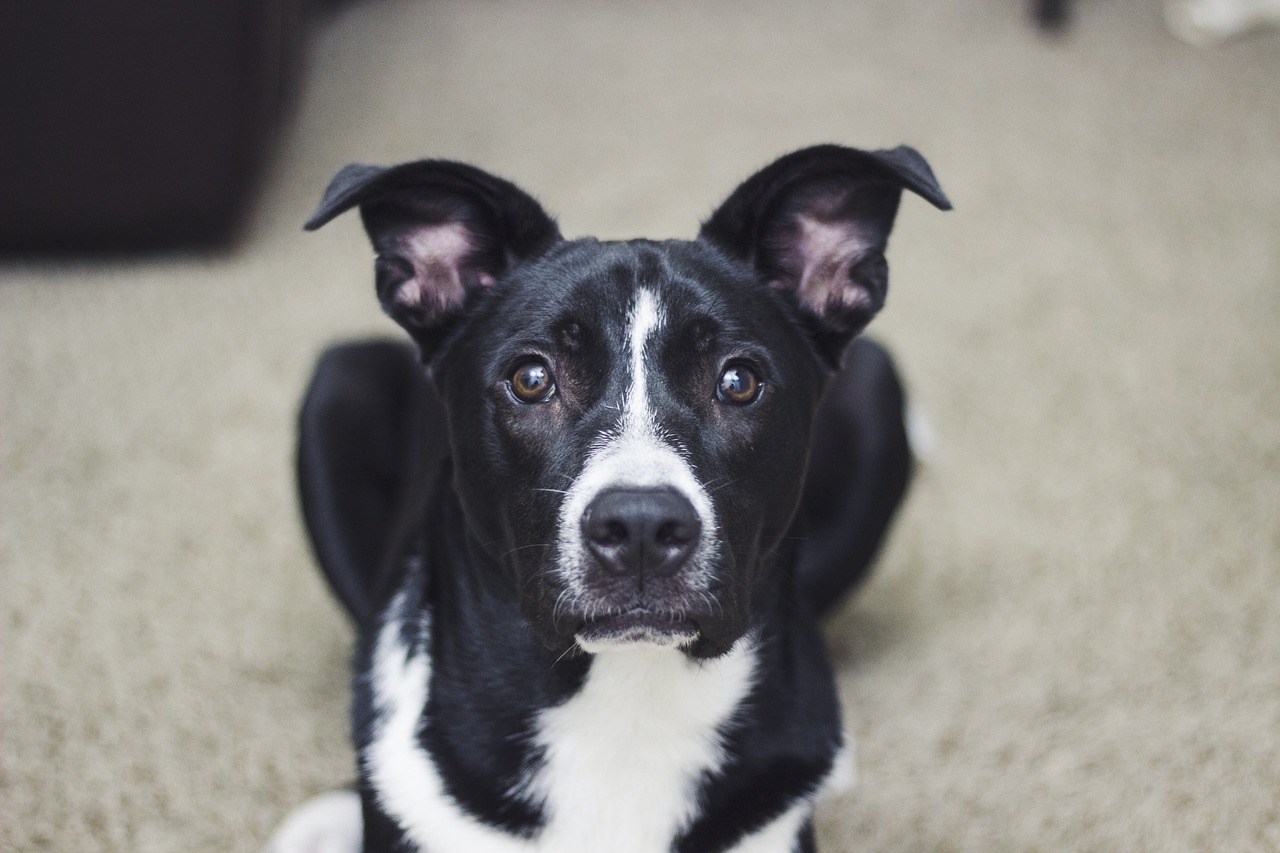 black white dog free photo