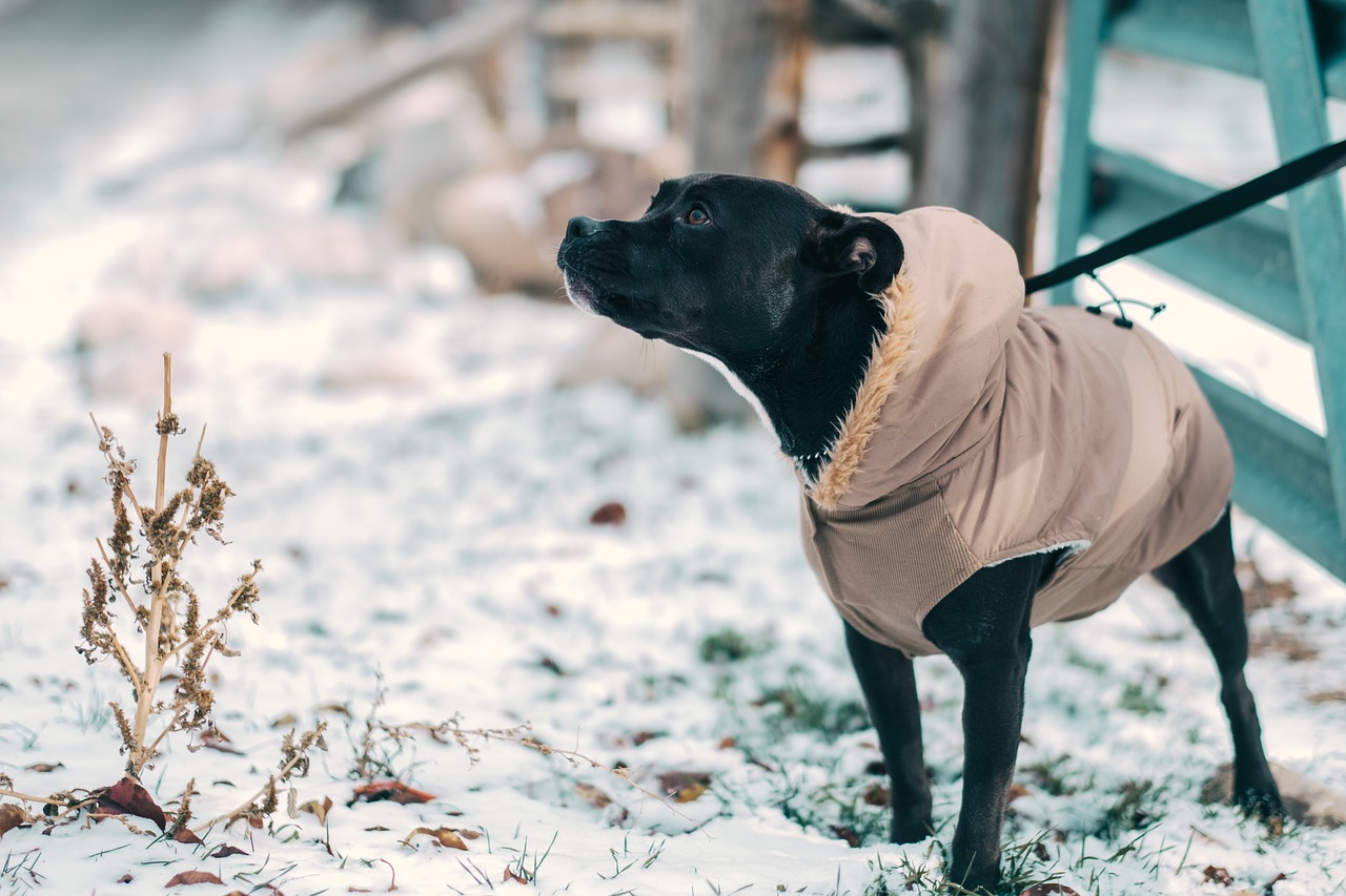 black dog animal free photo