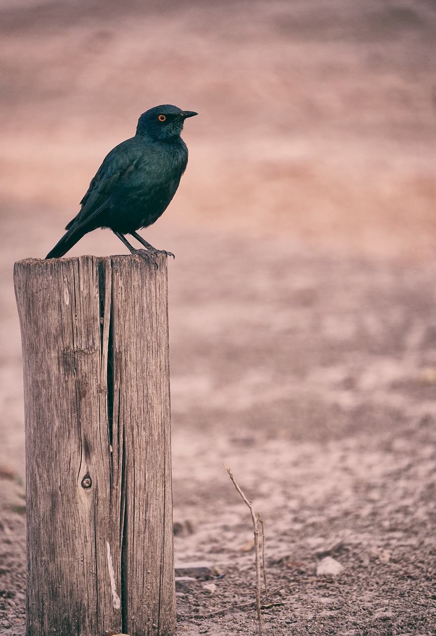 black bird animal free photo