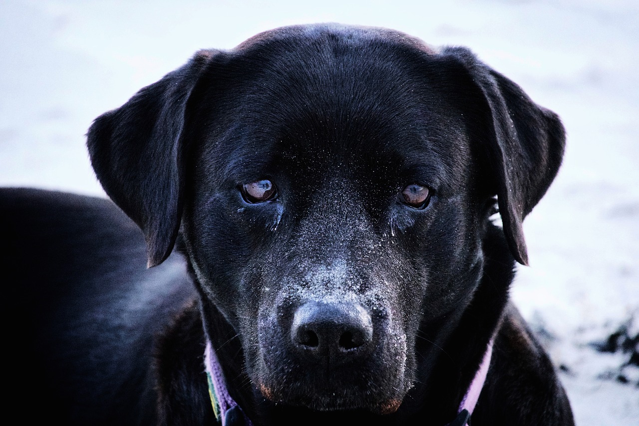 black face dog free photo