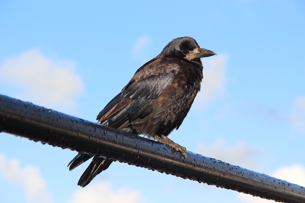 black crowe dingle free photo