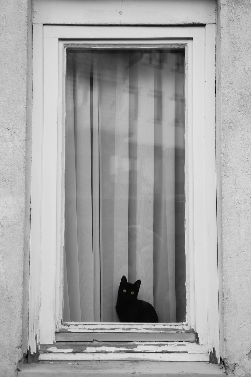 black cat animal free photo