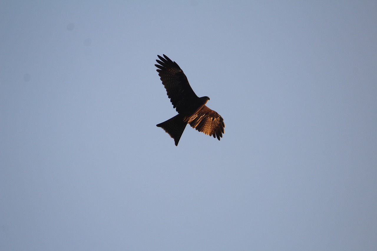 black kite milvus migrans free photo