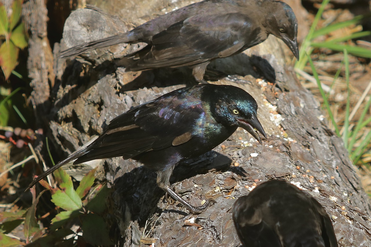 black bird wings free photo