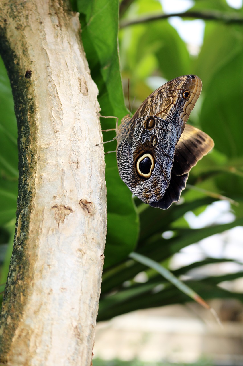 black brown butterfly free photo