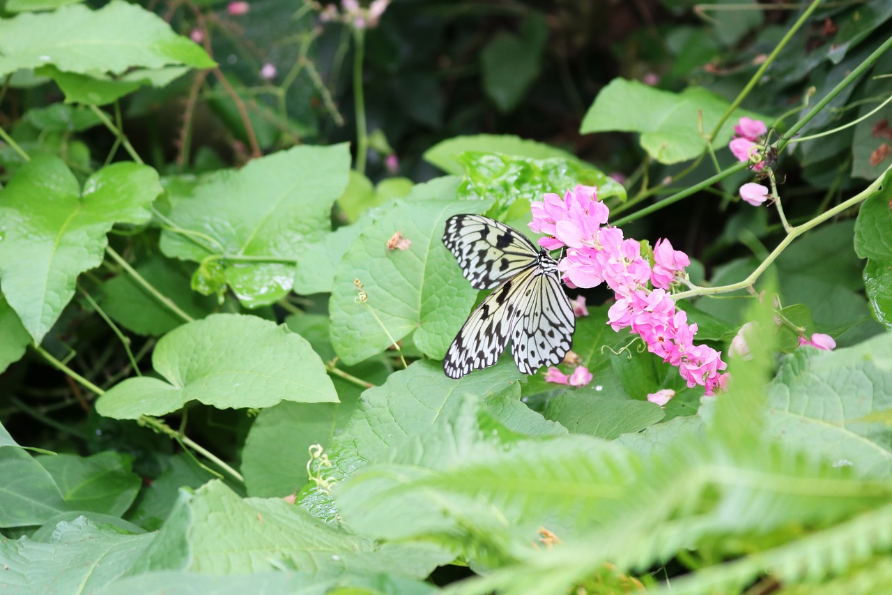 black white butterfly free photo