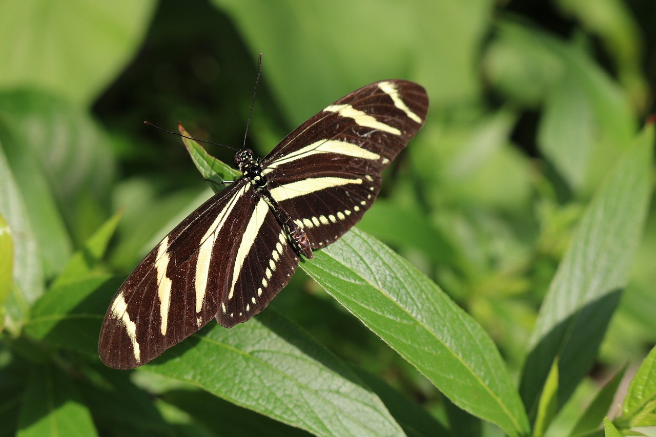 black white yellow free photo