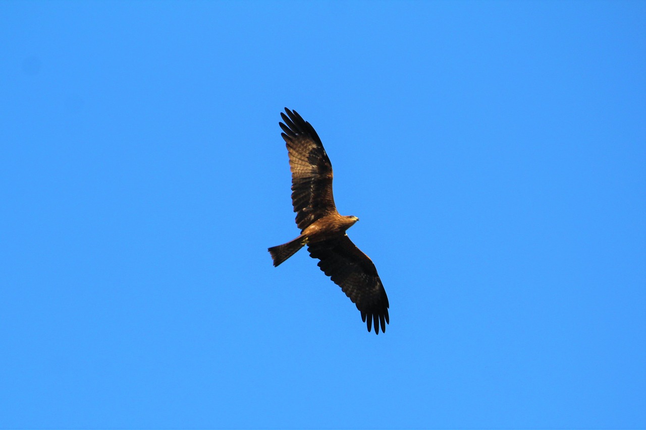 black kite nature free photo