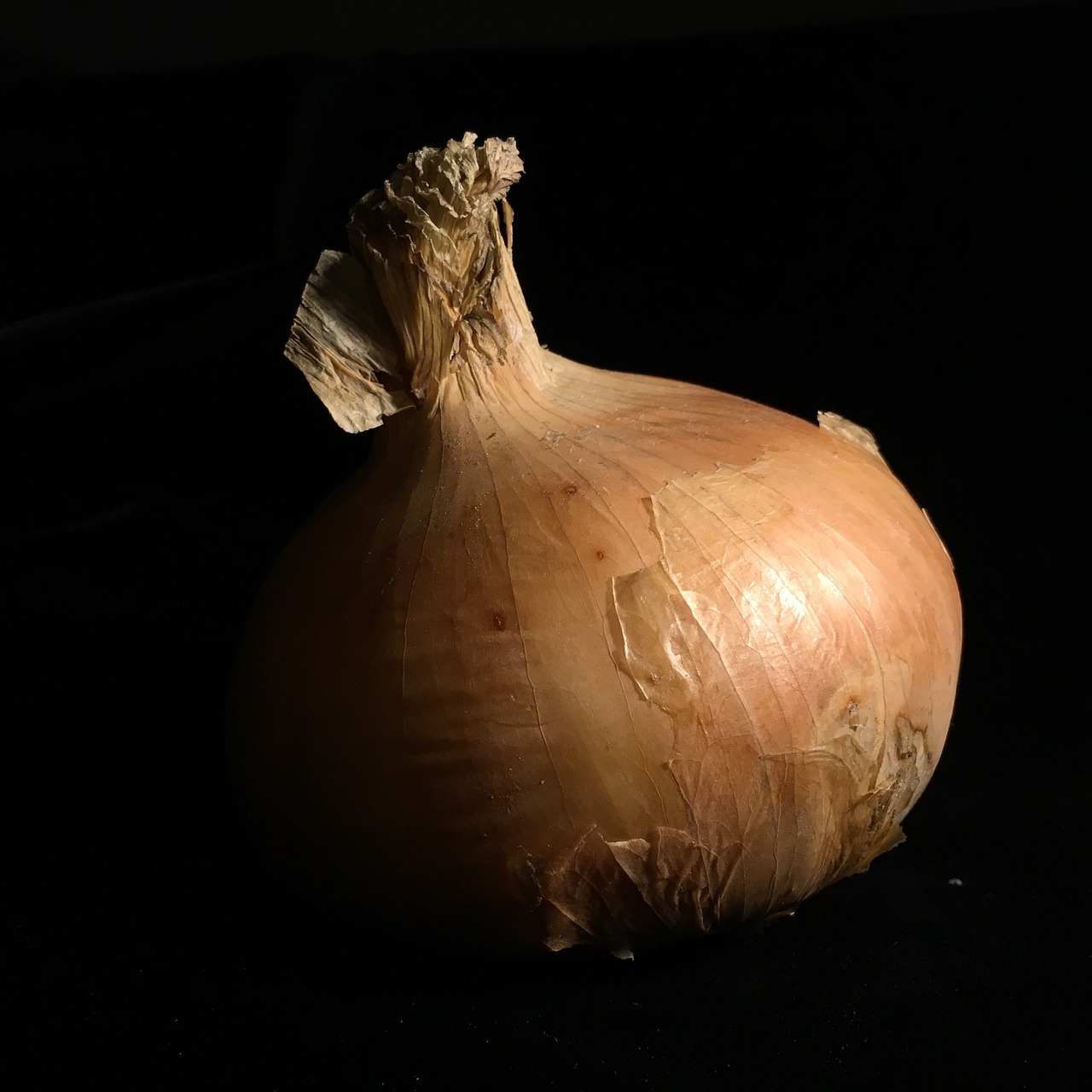 black low key onion free photo