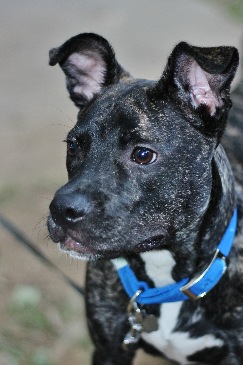 black dog puppy free photo