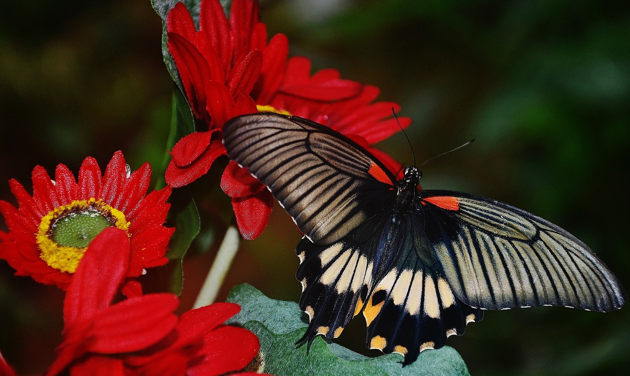 black butterfly red free photo