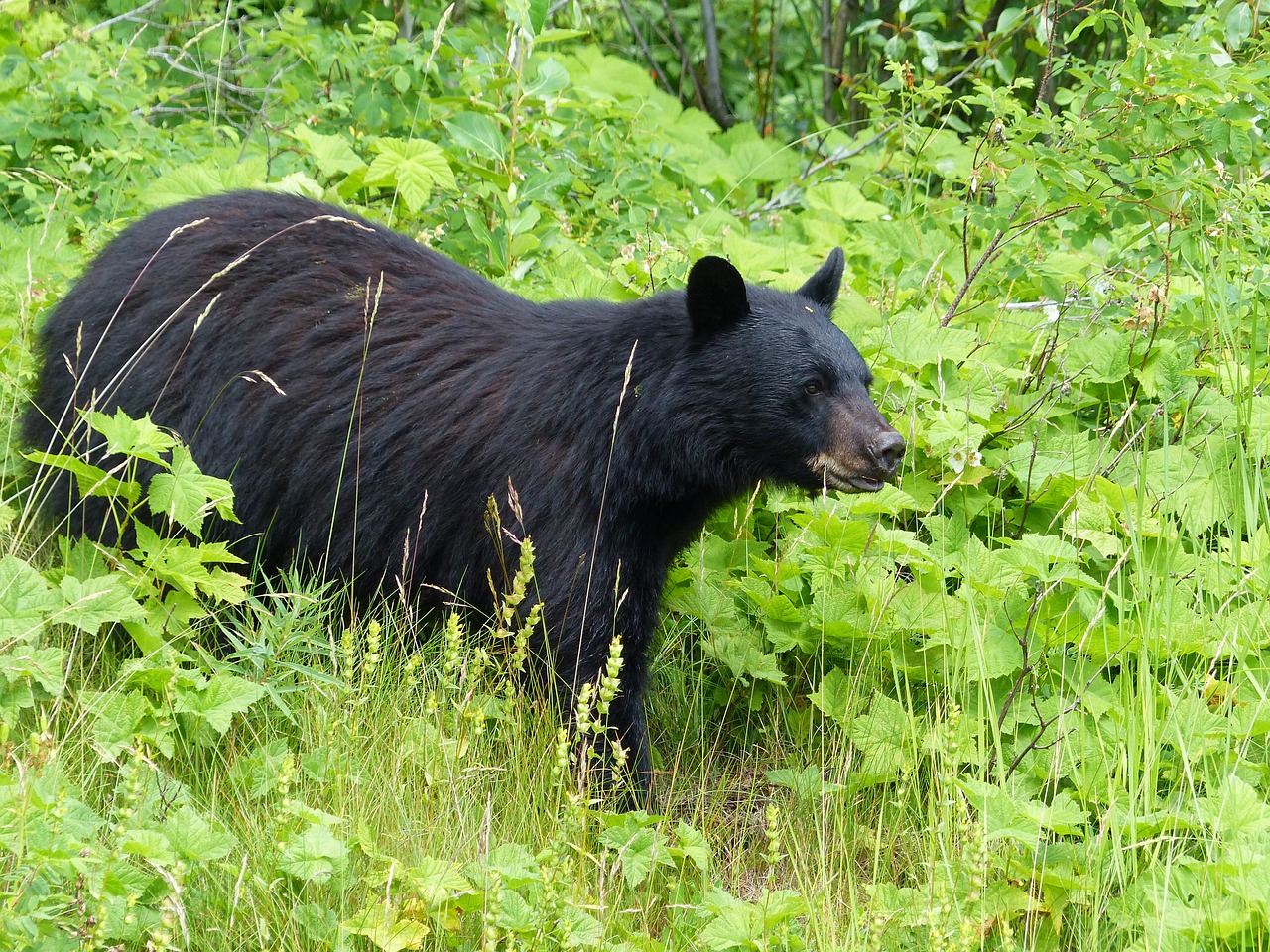 black bear mammal free photo