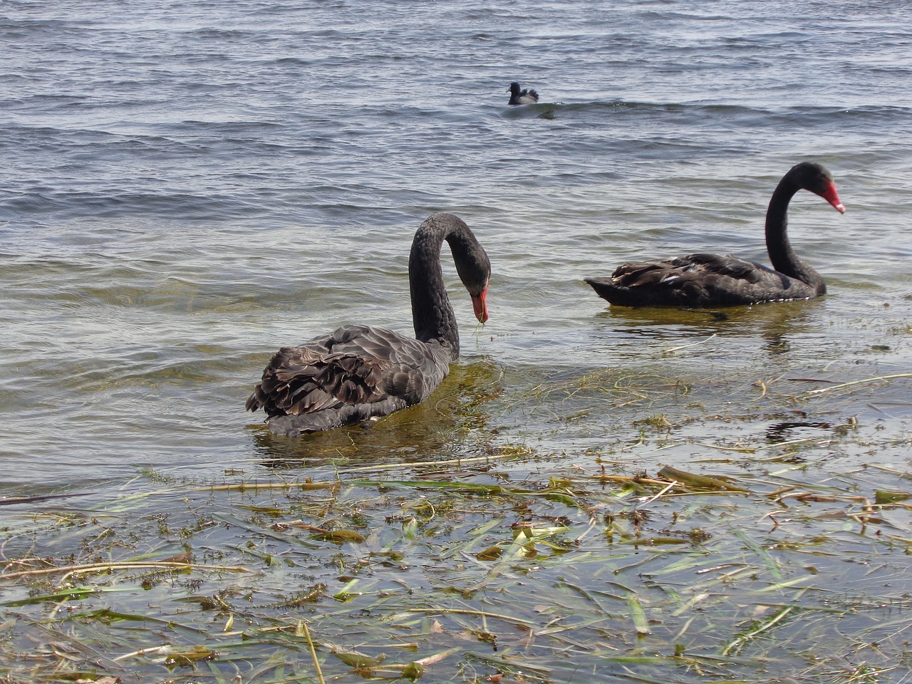 black swan swans free photo