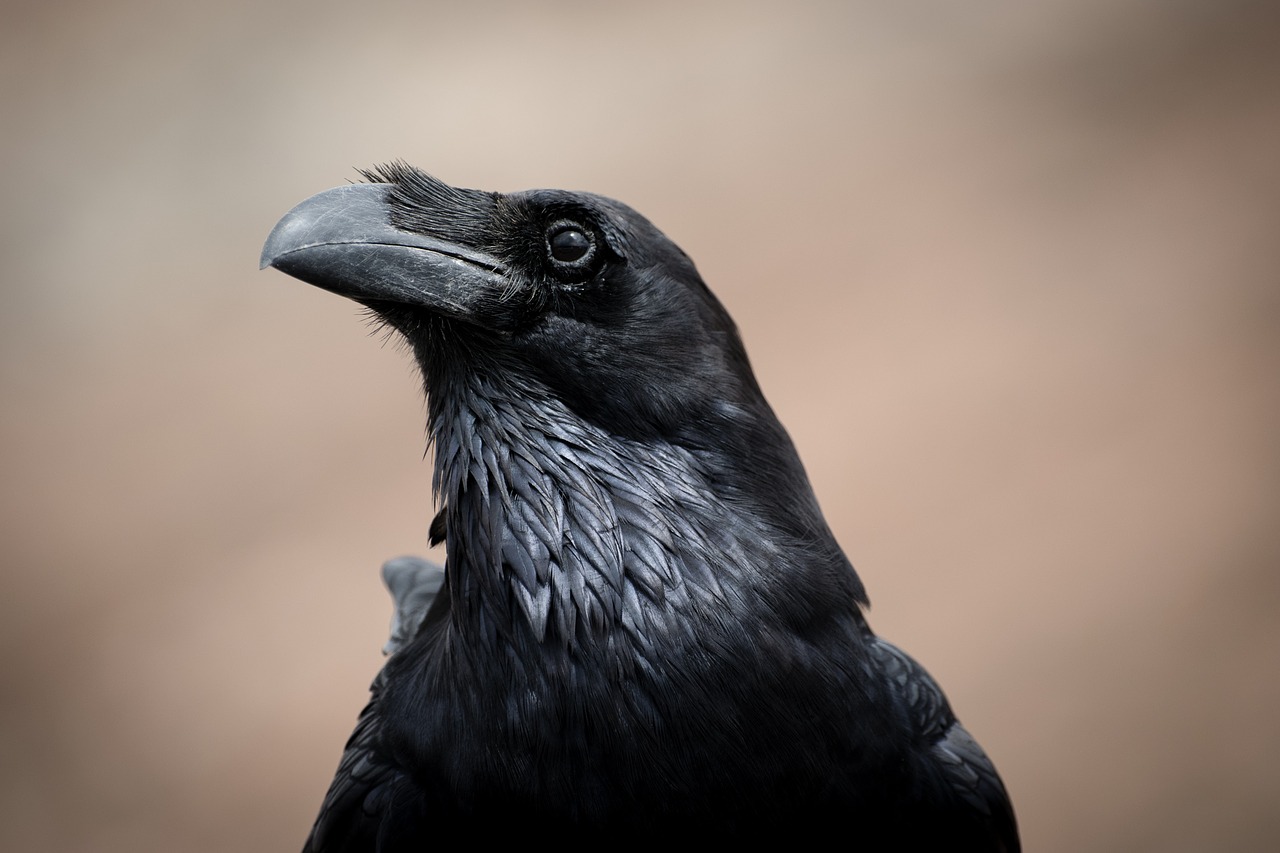 black bird raven free photo