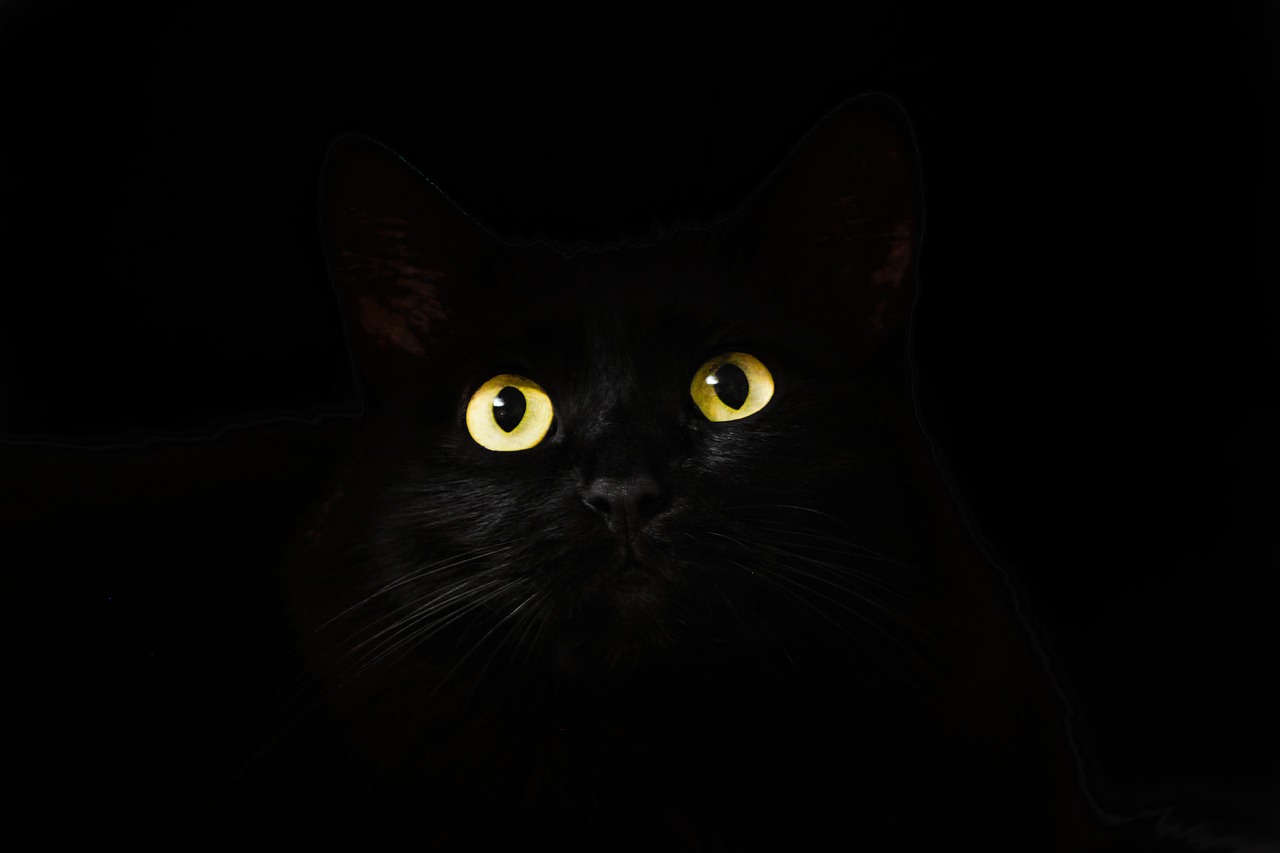 black cat view free photo