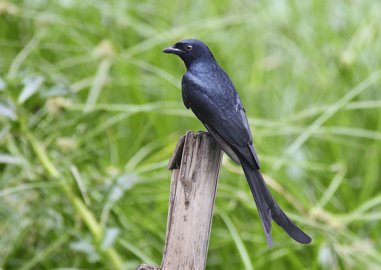 black birds grass free photo