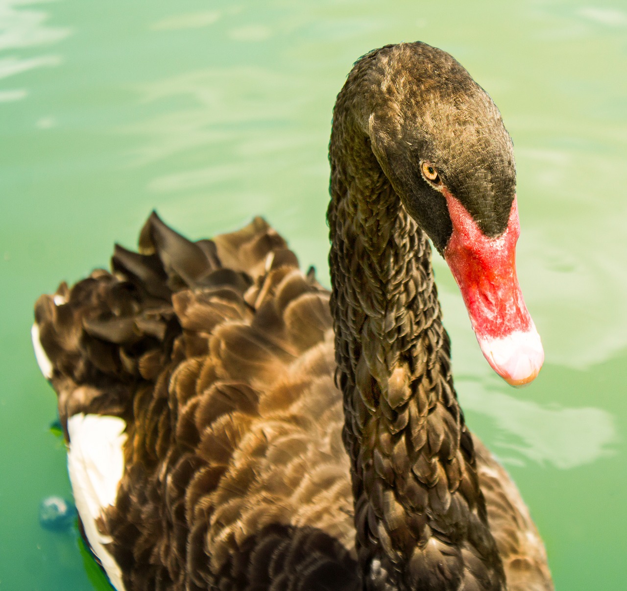 black  swan  water free photo