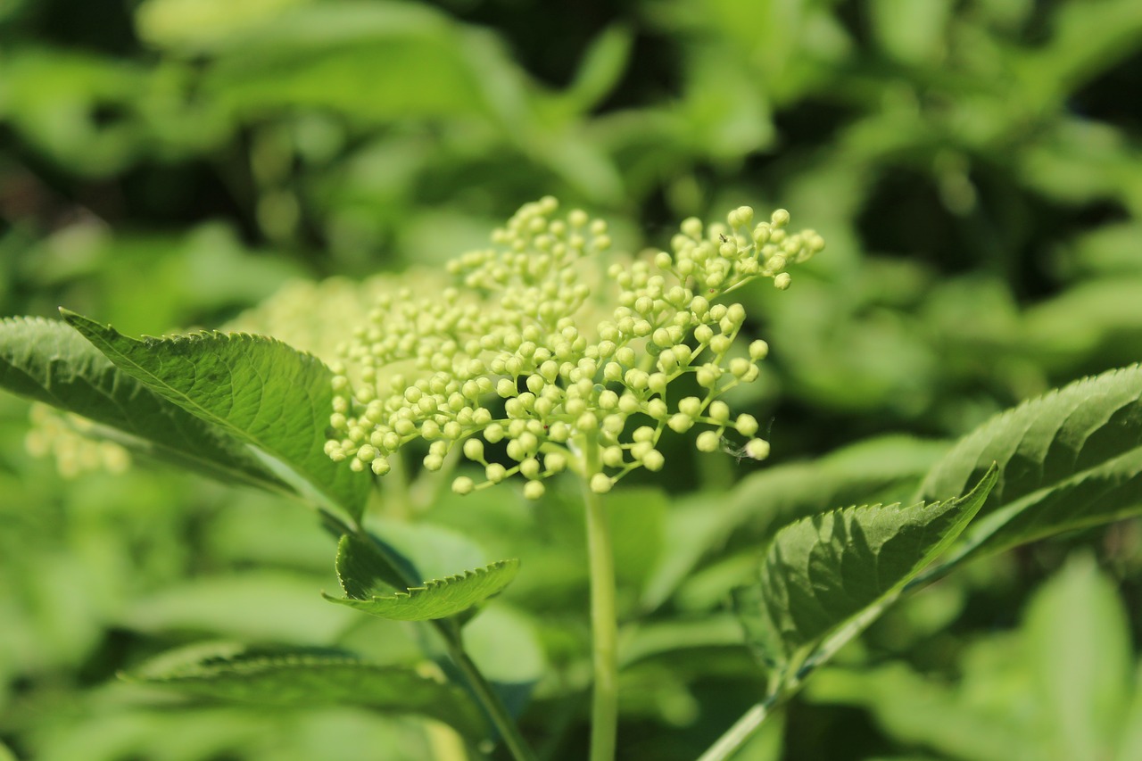 black  flower  plant free photo