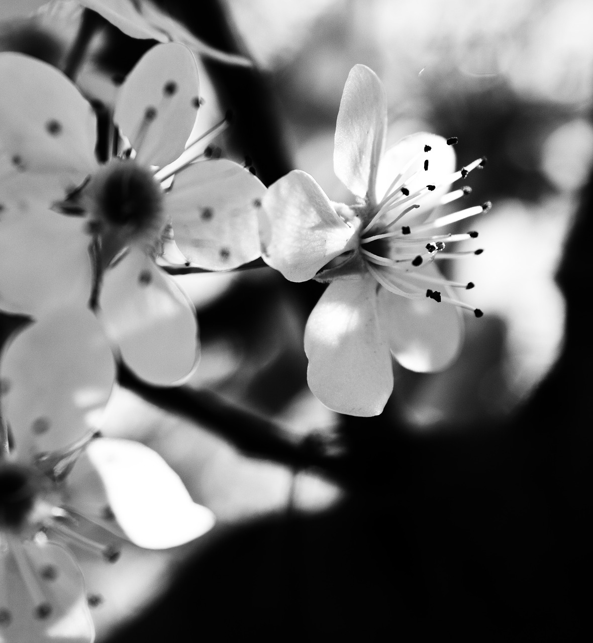 black  white  flower free photo