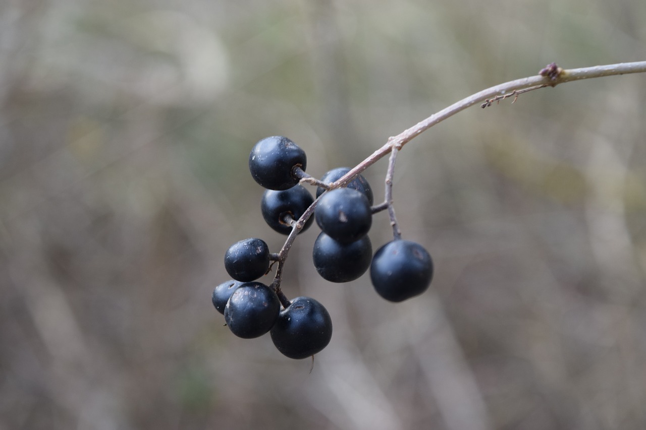 black  berry  branch free photo