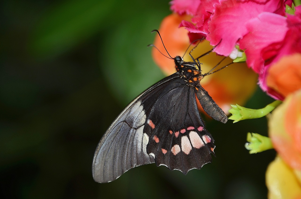 black butterfly fly free photo