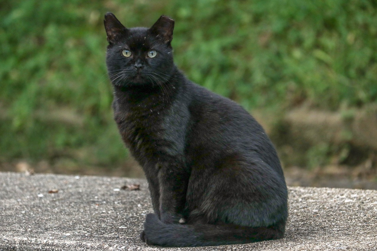 black  cat  pet free photo